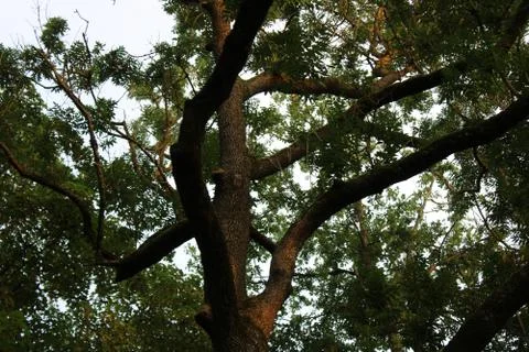 Tree crown from below. Stock Photos