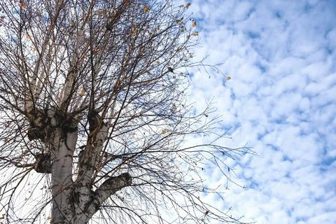 Tree crown, branches on a background of blue sky with clouds Stock Photos