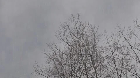 Tree crown close up with moving rainy mist background Stock Footage 266514275