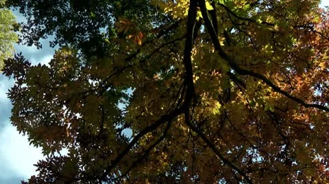 Tree crown Stock Footage 8847179