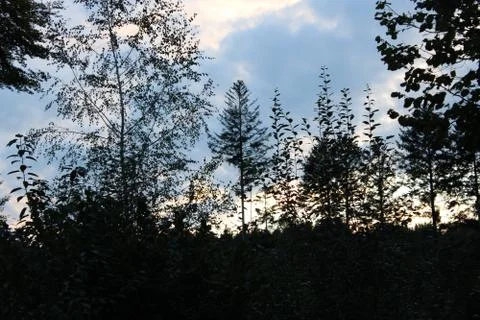 Tree crown in front of sunset Stock Photos