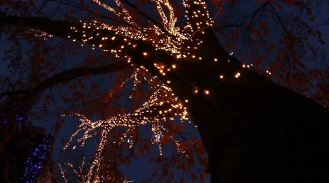 Tree crown in gold flames Stock Footage 60563588