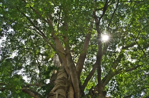 Tree crown in the Holy Monkey Forest in Ubud on Bali Indonesia Stock Photos