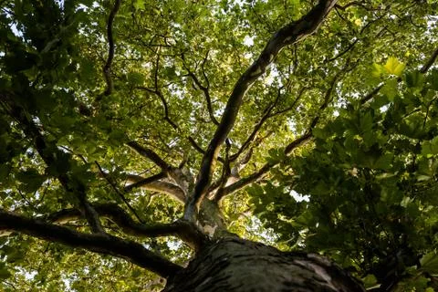 Tree crown of a huge plane tree Stock Photos