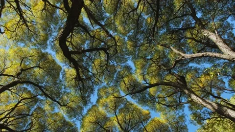 Tree crown, looking up. Vidéo 214868560
