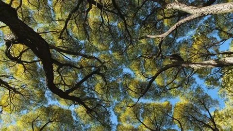 Tree crown, looking up. Stock Footage 238595399