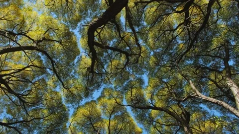 Tree crown, looking up. 库存影片 244765932