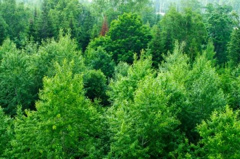 Tree crown Stock Photos