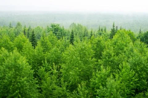 Tree crown Stock Photos