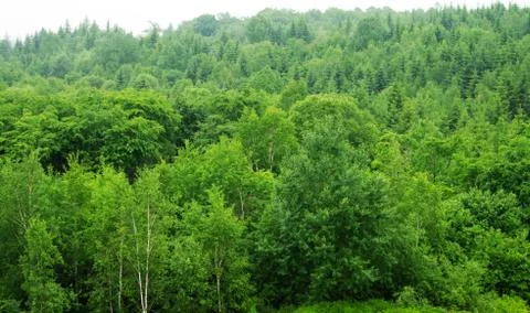 Tree crown Stock Photos