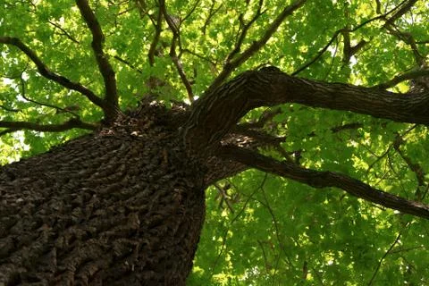 Tree crown Stock Photos