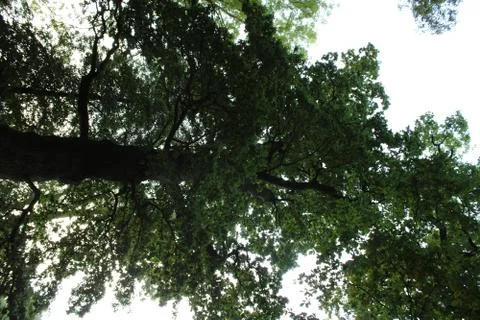 Tree crown. Stock Photos