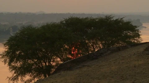 Tree crown in the red light of sunset Stock Footage 112669685