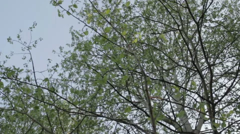 Tree Crown RotationTree Crown Rotation Stock Footage 62841589