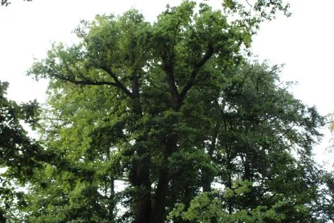 Tree crown from the side. Stock Photos