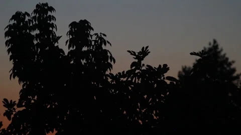 Tree Crown Silhouettes In Dense Forest At Twilight Stock Footage 315054382