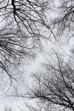 Tree crown silhouettes Stock Photos