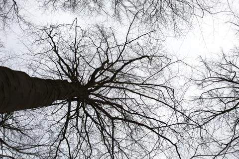 Tree crown silhouettes Stock Photos