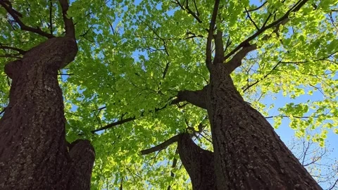 Tree crown spring green tree slow motion video Stock Footage 306551018