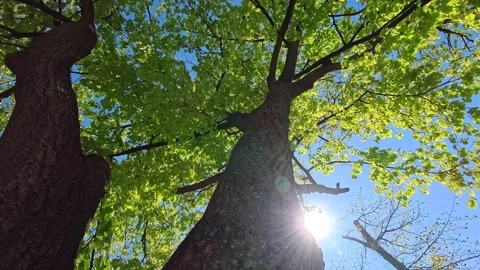 Tree crown spring green tree slow motion with sun beam Stock Footage 306551027