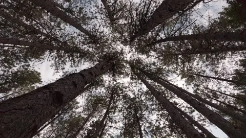 Tree crown view from below Stock Footage 137495306