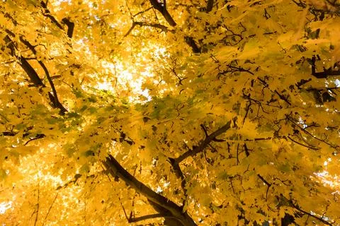 Tree crown view from the bottom of the tree Foto stock