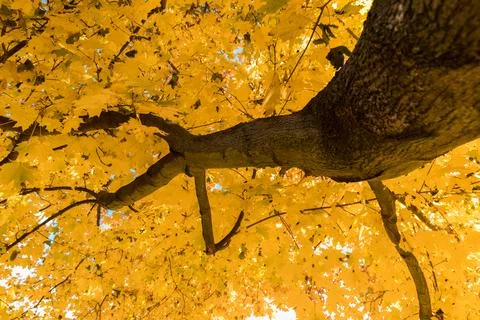 Tree crown view from the bottom of the tree Foto stock