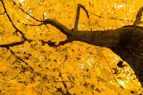 Tree crown view from the bottom of the tree Фото