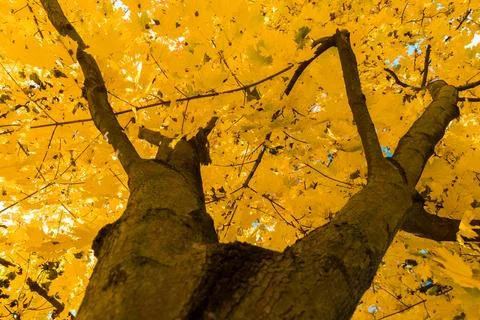 Tree crown view from the bottom of the tree Photos