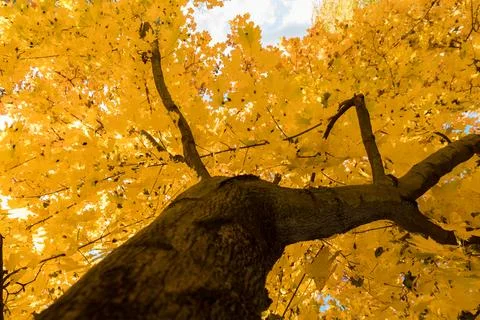 Tree crown view from the bottom of the tree 스톡 사진