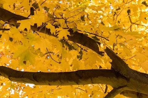 Tree crown view from the bottom of the tree Foto stock