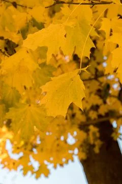 Tree crown view from the bottom of the tree Foto stock