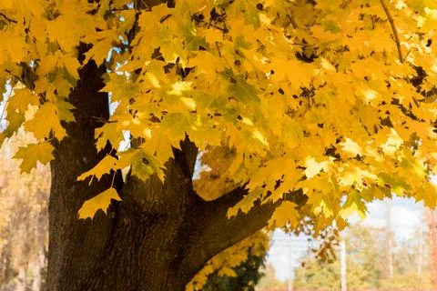 Tree crown view from the bottom of the tree Foto stock