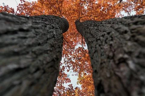 Tree crown view from the bottom of the tree Foto stock