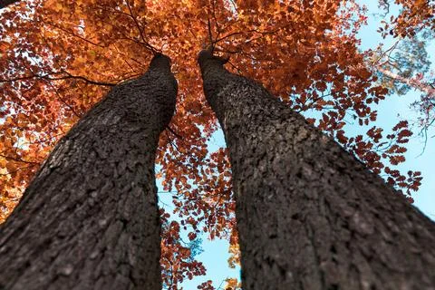 Tree crown view from the bottom of the tree Foto stock