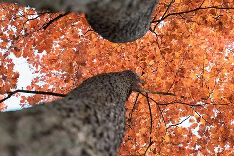 Tree crown view from the bottom of the tree 스톡 사진