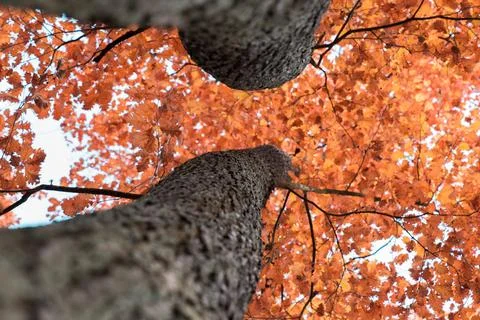 Tree crown view from the bottom of the tree Foto stock