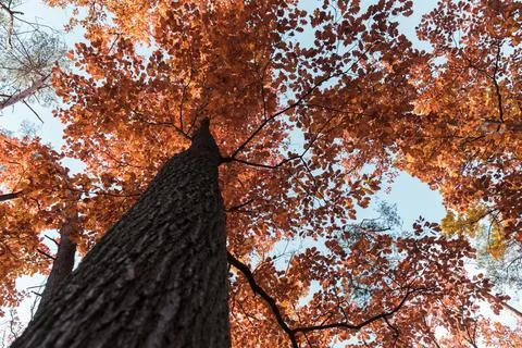 Tree crown view from the bottom of the tree 스톡 사진
