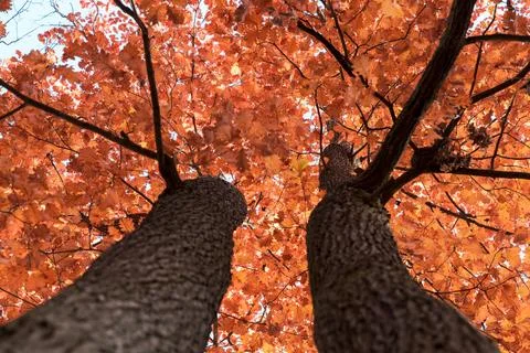 Tree crown view from the bottom of the tree Foto stock