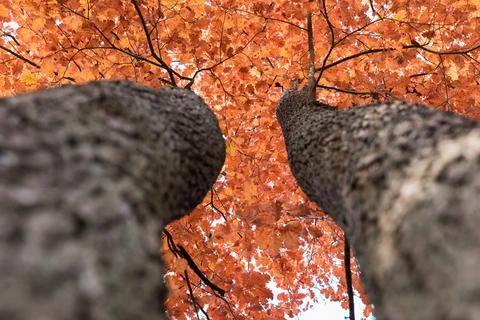 Tree crown view from the bottom of the tree Foto stock