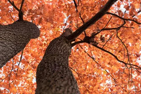 Tree crown view from the bottom of the tree Photos