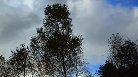 Tree crown in the wind Stock-Footage 45290785