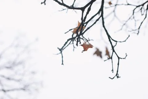 Tree crown without leaves, bare branches, late autumn or winter. Naked branch of Stock Photos