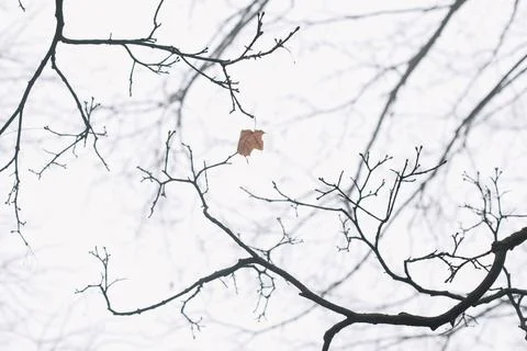 Tree crown without leaves, bare branches, late autumn or winter. Naked branch of Foto stock