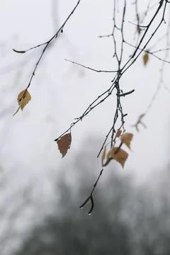 Tree crown without leaves, bare branches, late autumn or winter. Naked branch of Stock Photos