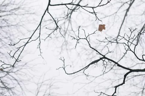 Tree crown without leaves, bare branches, late autumn or winter. Naked branch of Stock Photos