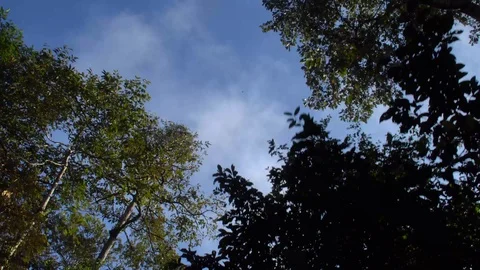 Tree Crowns above River Boat Tour Stock Footage 86858377
