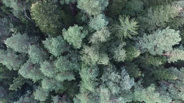 Tree crowns, aerial view Stock Footage 85615025