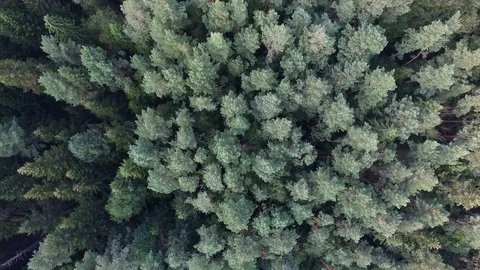 Tree crowns, aerial view Stock Footage 85615065