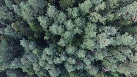 Tree crowns, aerial view Stock Footage 85615343
